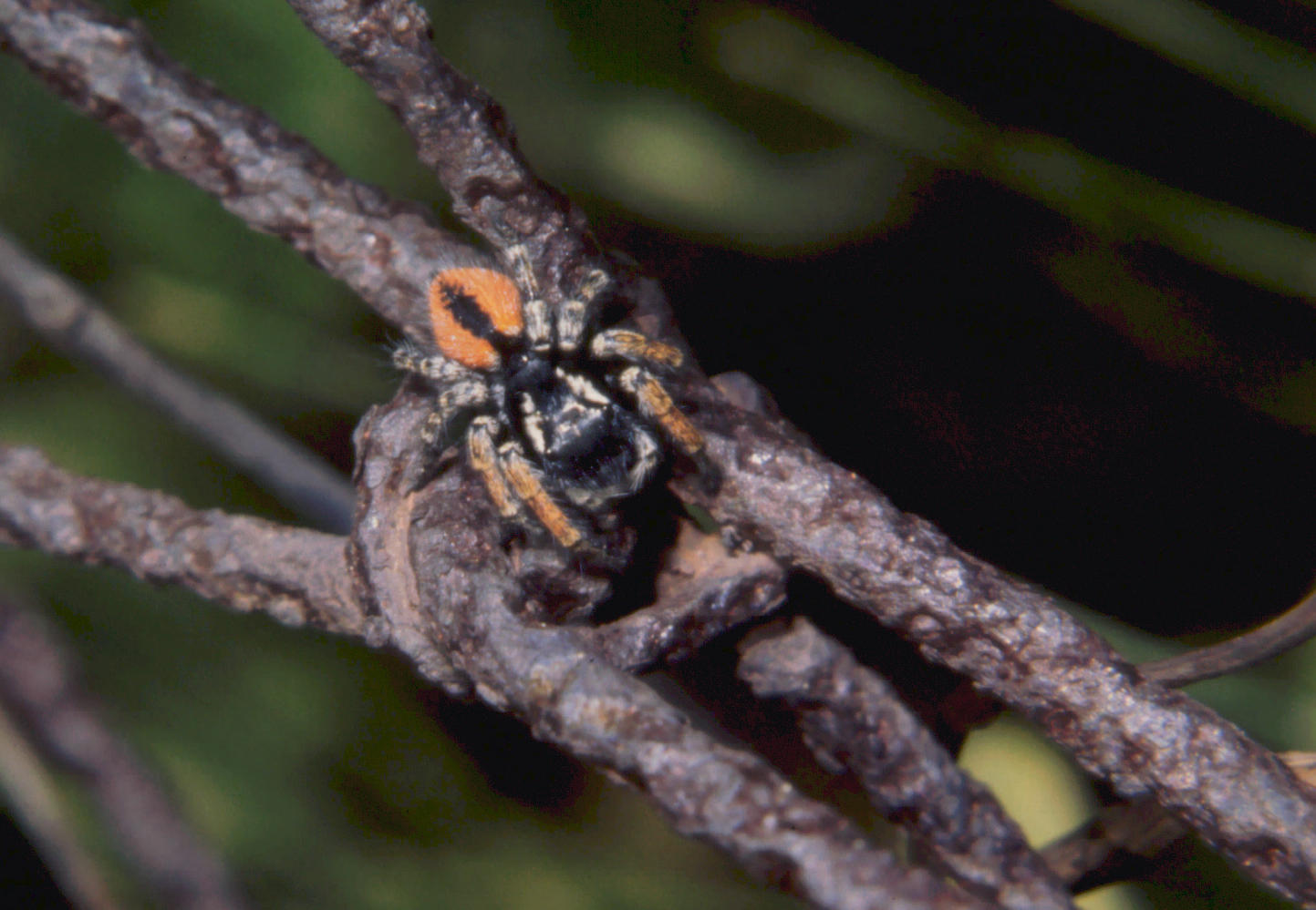 Philaeus chrysops - maschio